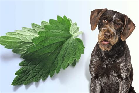 Should Dogs Eat Catnip