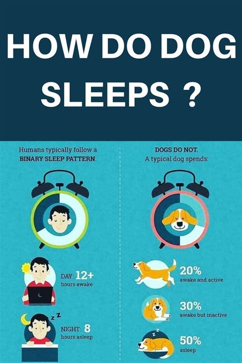 Should Dogs Sleep Separately