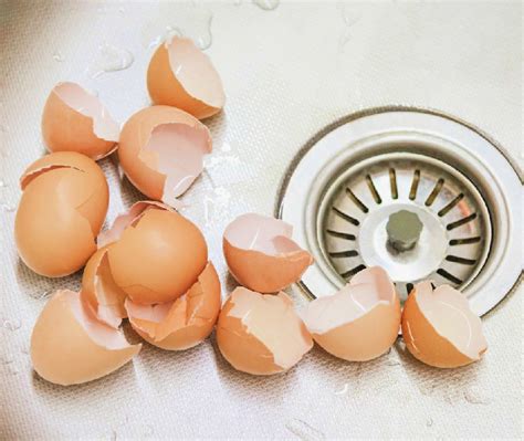 Should Egg Shells Go In Garbage Disposal