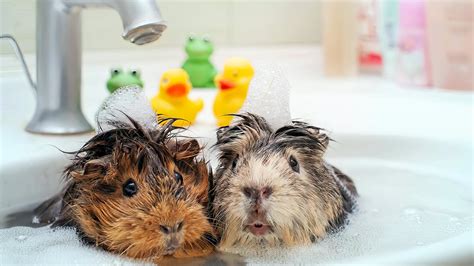 Should Guinea Pigs Have Baths