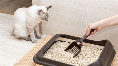 Should I Change My Cats Litter