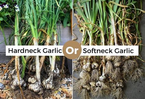 should i grow hardneck or softneck garlic