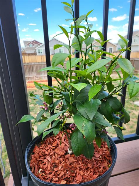 Should I Remove Lemons From Young Tree