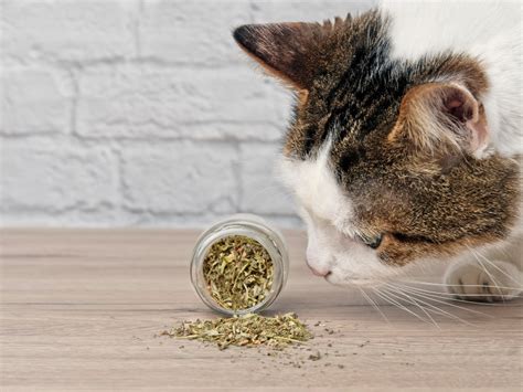Should Kittens Have Catnip