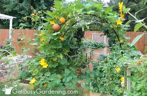 Should Squash Grow On A Trellis