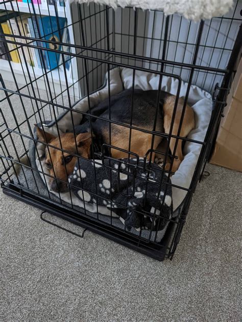 Should You Crate Train In Your Bedroom