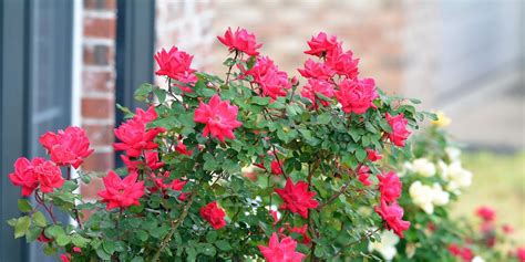 Should You Cut Back Knock Out Roses In The Fall