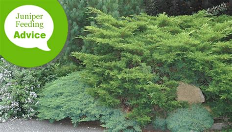 Should You Fertilize Junipers