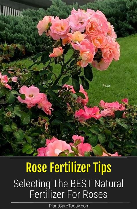 Should You Fertilize Roses