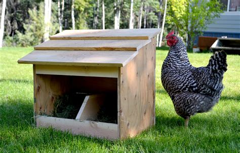 Should You Paint Chicken Nesting Boxes
