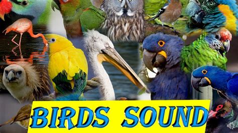 Should You Play Bird Sounds To Your Bird