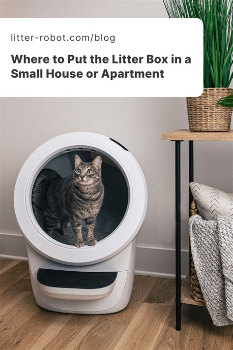 Should You Put A Litter Box In Your Bedroom