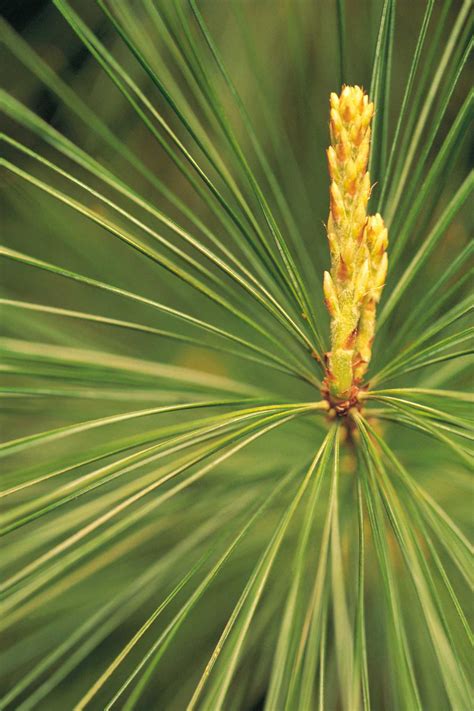 Should You Remove Pine Needles From Under Tree
