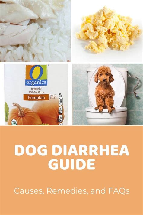 should you starve a puppy with diarrhea