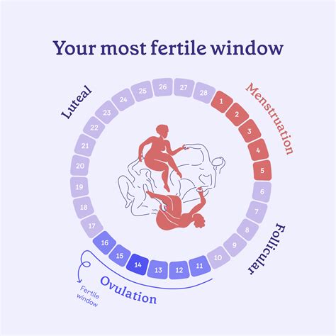 Should You Take Ovulation Tests Everyday