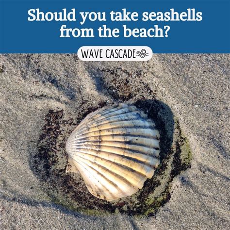 Should You Take Shells From The Beach