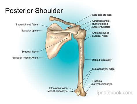 shoulder bony landmarks diagram