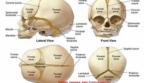 3d anatomical baby skull model