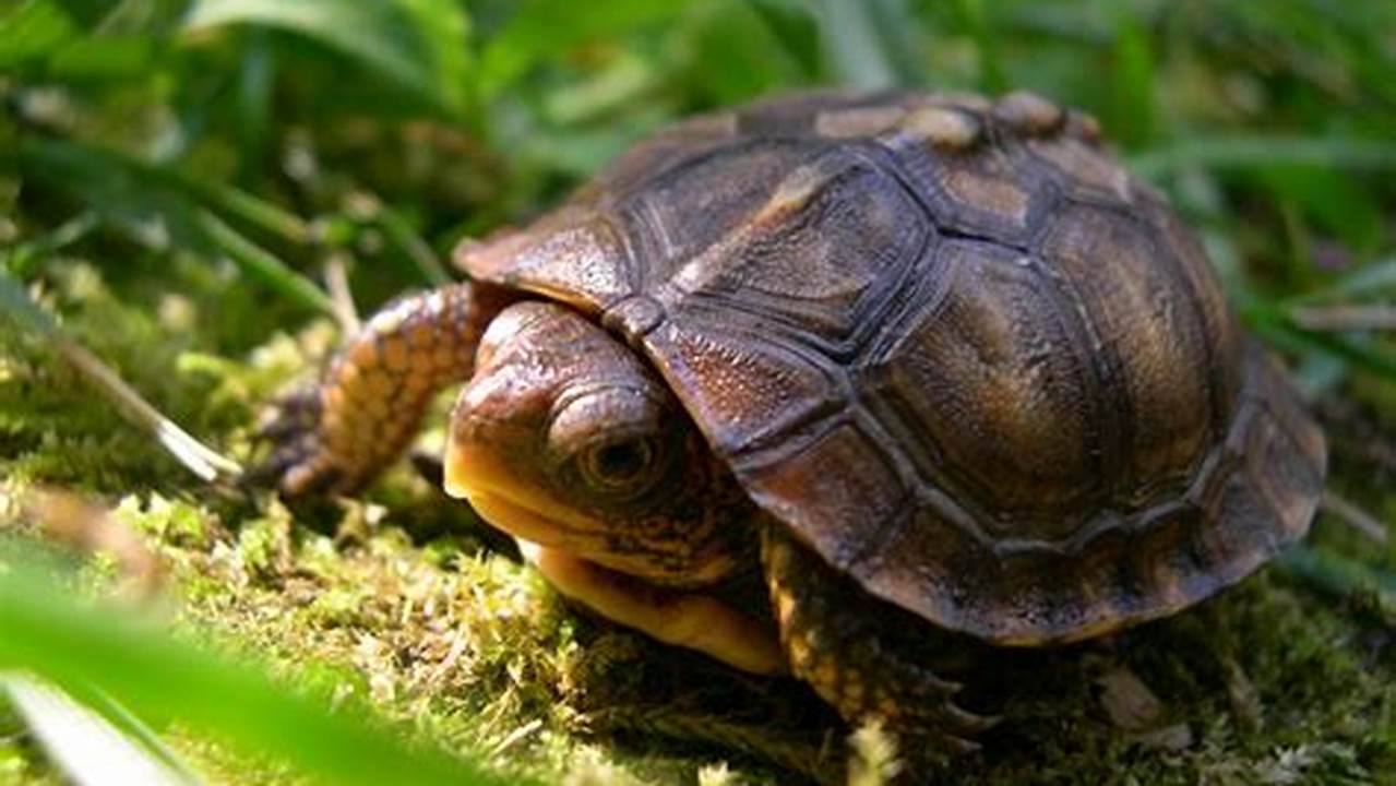 Unveiling the Wonders of Box Turtles: Discoveries Await!