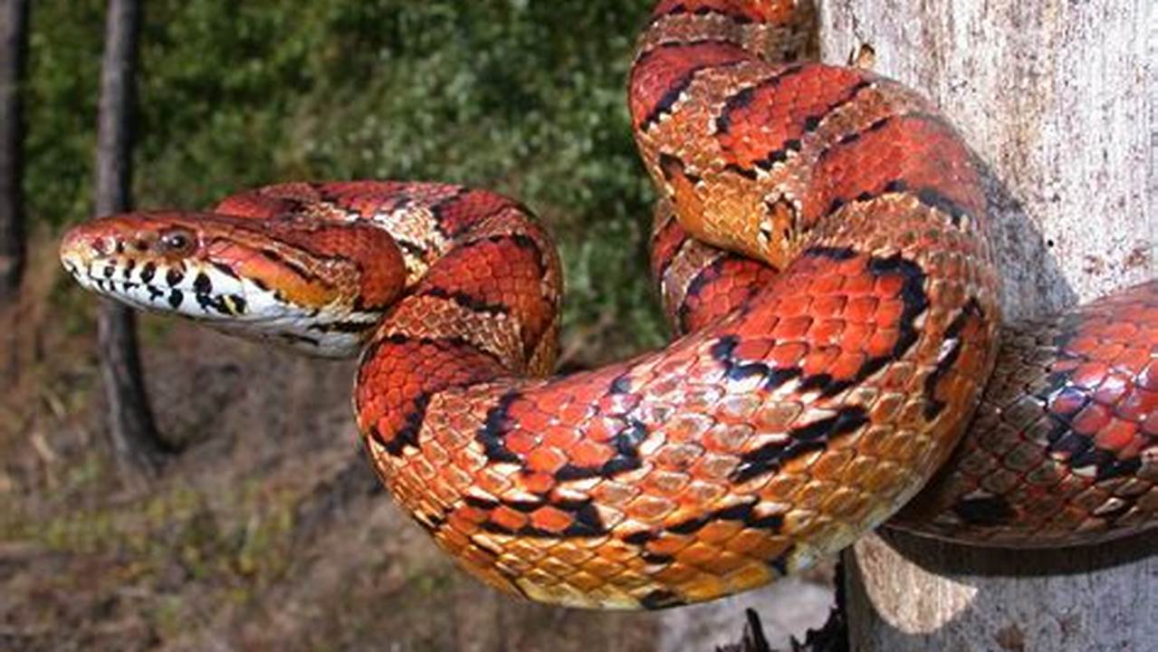 Unveiling the Allure of Corn Snakes: Discover a World of Patterns and Surprises