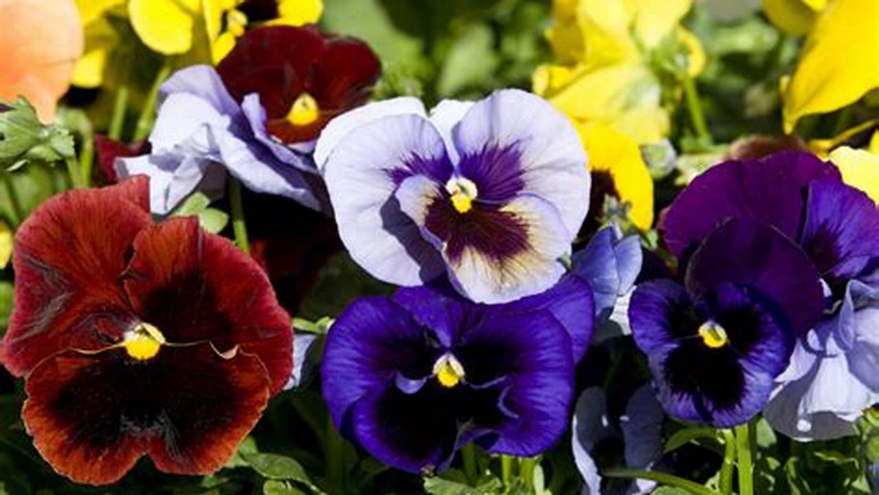 Unleash the Beauty: Discover Pansies in Stunning Detail