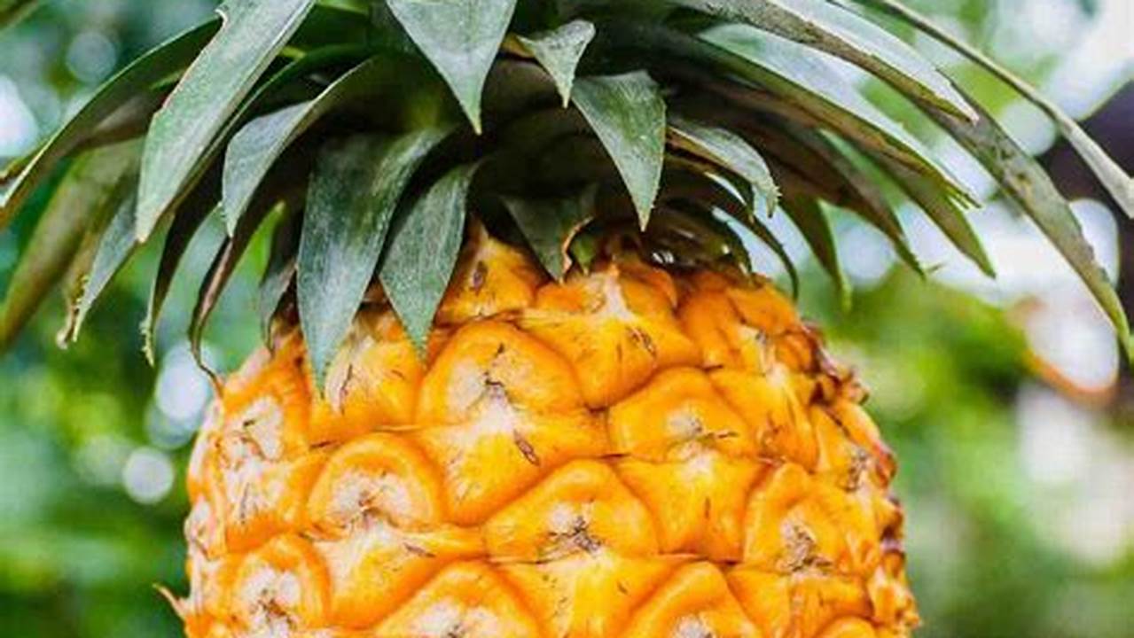 Discover the Wonders of Pineapples: A Visual Exploration