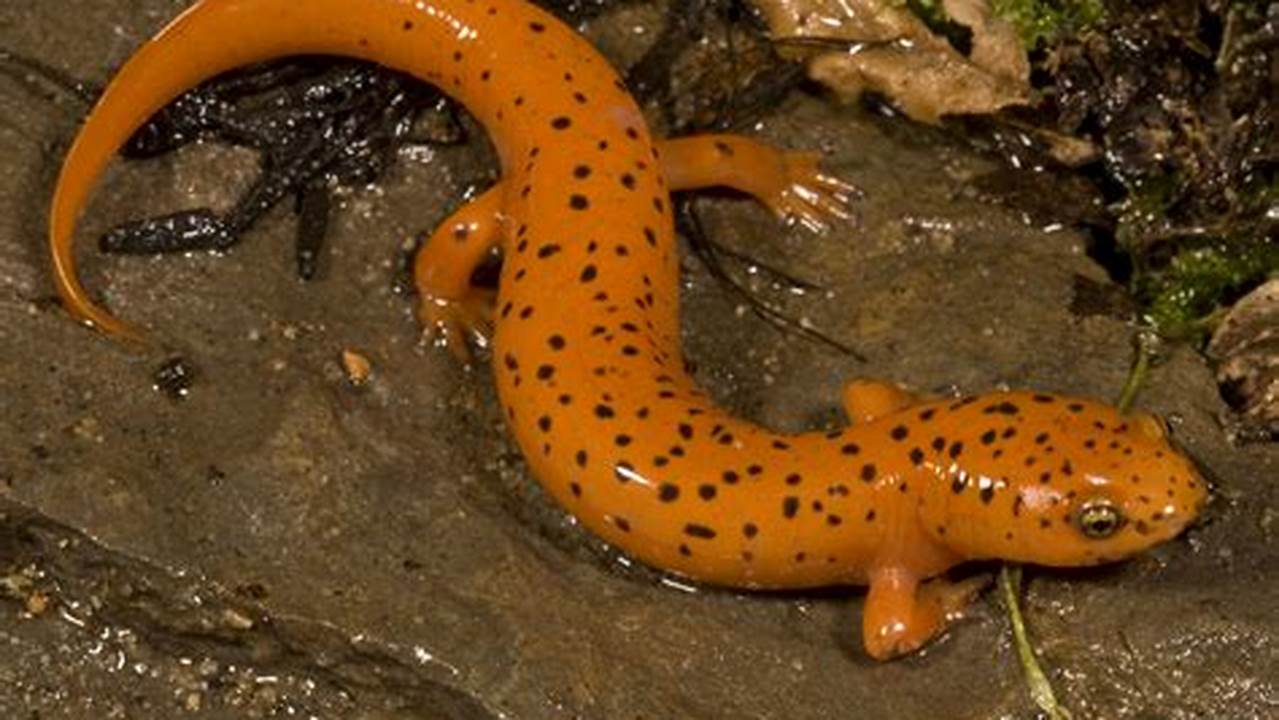 Unveiling the Secrets of Salamanders: Discover their Beauty and Ecological Importance