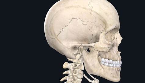 Young gorilla skeleton. | Huesos de animales, Anatomía animal, Dibujo