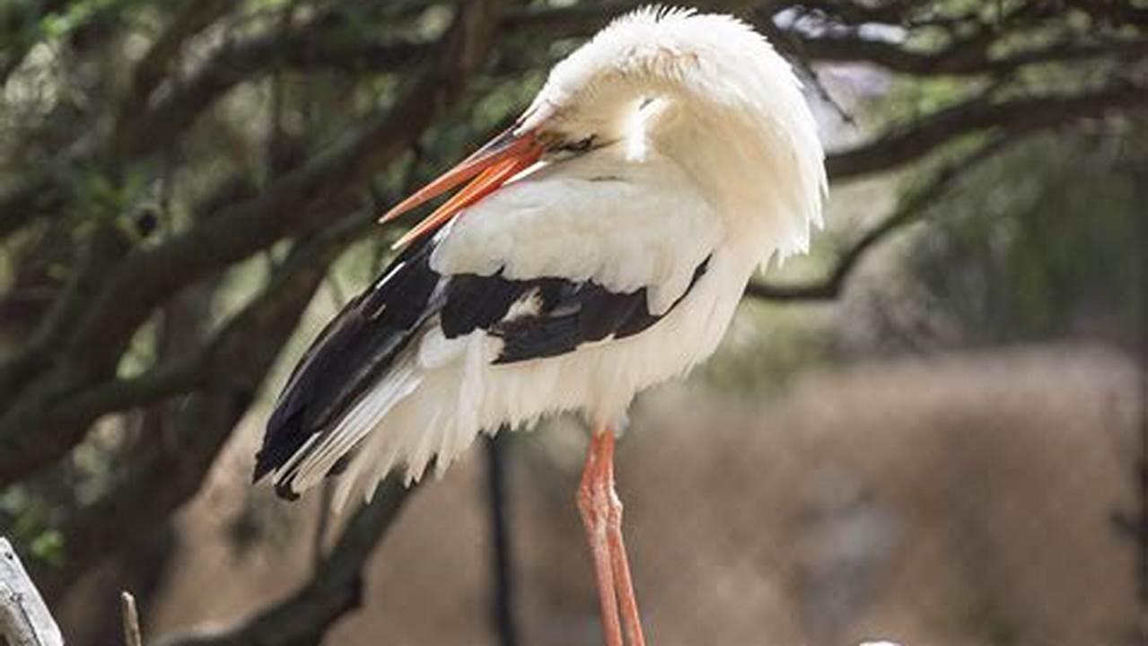 Uncover the Secrets of Storks: Explore Our Collection of Stunning Images