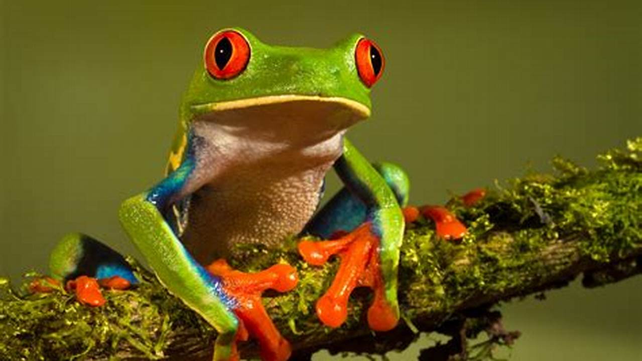 Unveiling the Hidden Realm of Tree Frogs: Explore Amazing Images and Discoveries