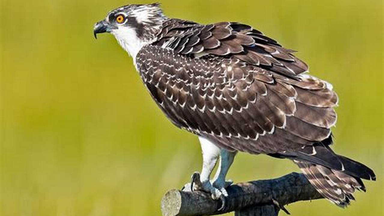 Osprey Images: Discover the Enchanting World of Fish Hawks