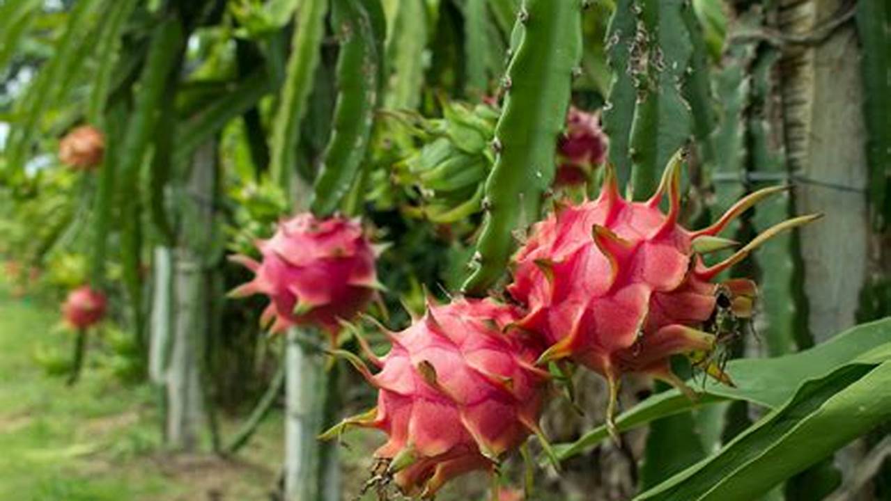 Discover Dragon Fruit: Visual Delights Unveiled