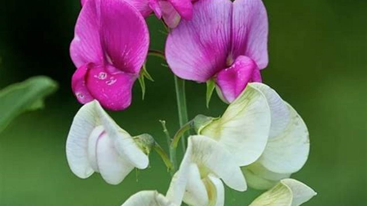 Unveil the Enchanting Beauty of Sweet Peas: A Visual Journey