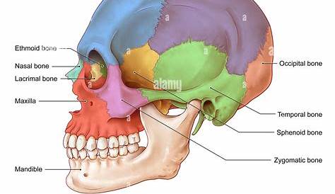 Bones: Skull. – Anatomy & Physiology