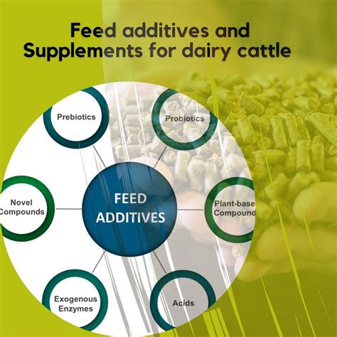 Show Cattle Feed Additives