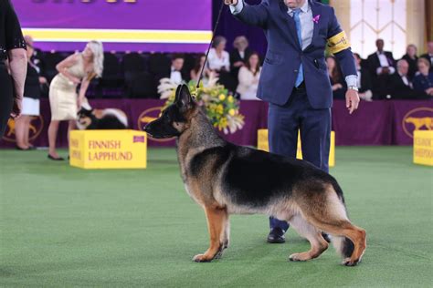 show german shepherd dog