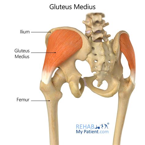 show gluteus medius muscle