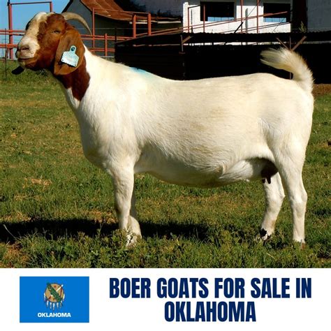 show goats for sale in oklahoma