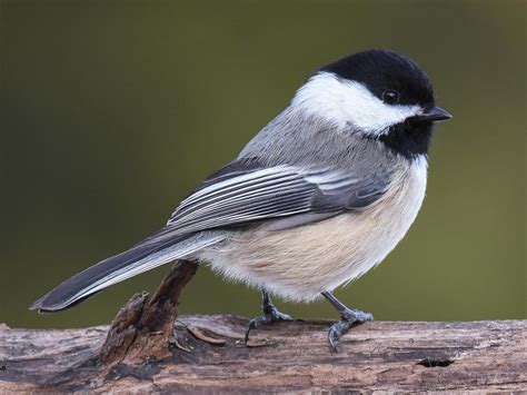 show me a chickadee