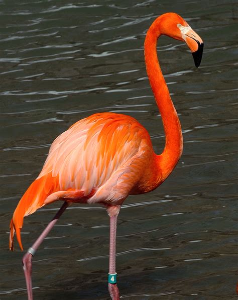 show me a flamingo