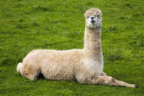 show me a llama