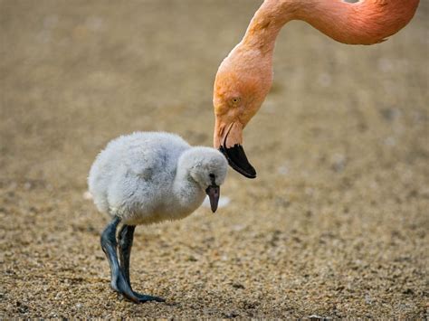 show me a picture of a baby flamingo