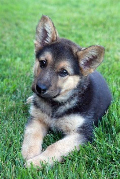 show me a picture of a baby german shepherd