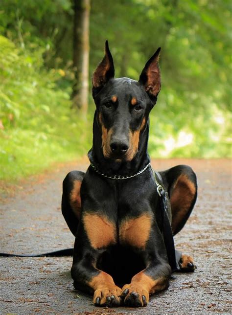 show me a picture of a doberman dog