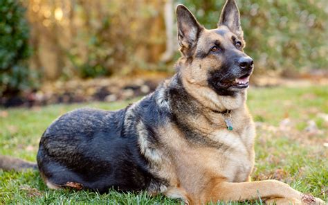 show me a picture of a german shepherd dog