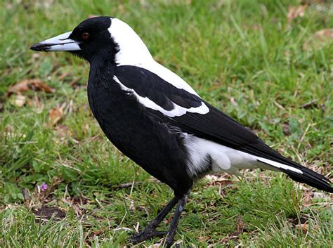 show me a picture of a magpie
