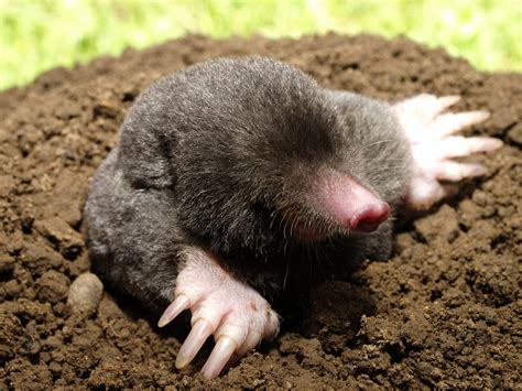 show me a picture of a mole