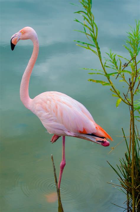 show me a picture of a pink flamingo