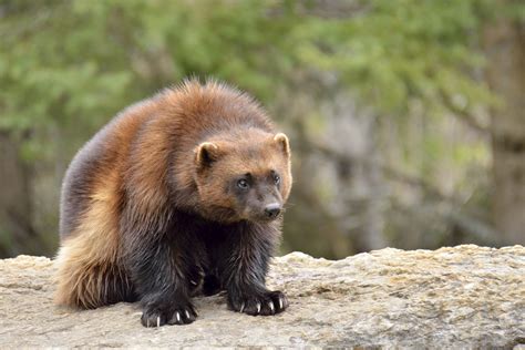 show me a picture of a wolverine animal