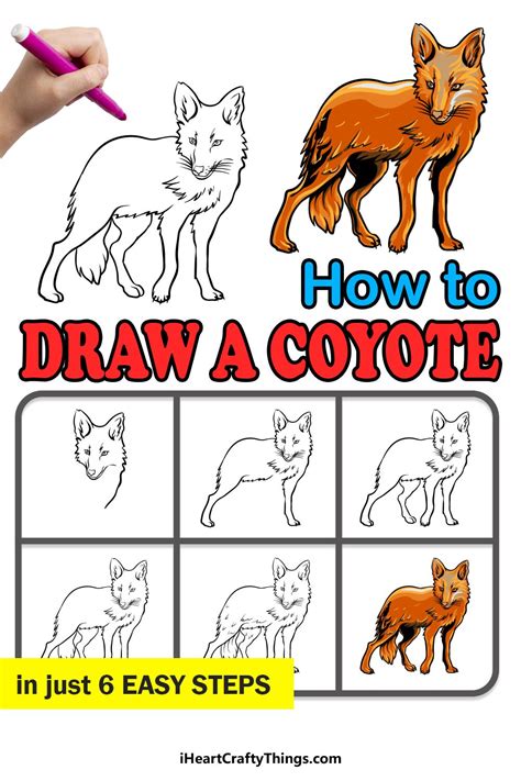 show me how to draw a coyote